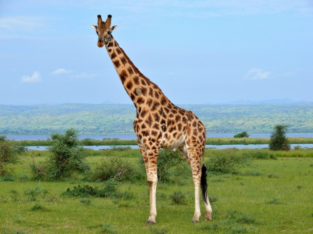 giraf_45