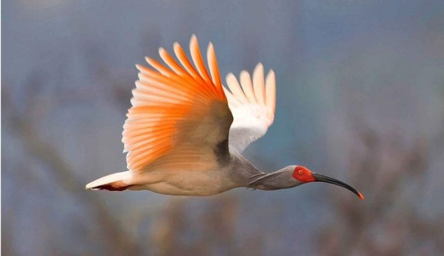 ibis-redkaj_ptista